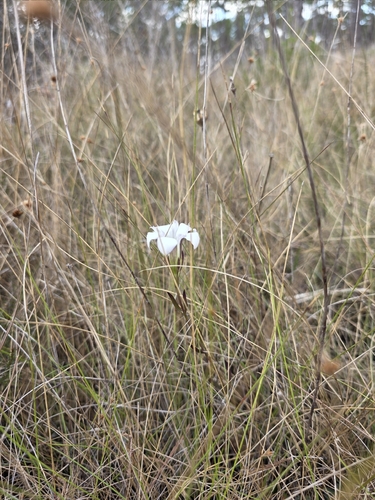 wiregrass gentian (Gentiana pennelliana)