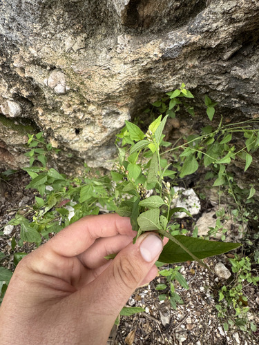 Celosia nitida, photograph 1