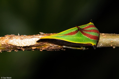Umbonia ataliba