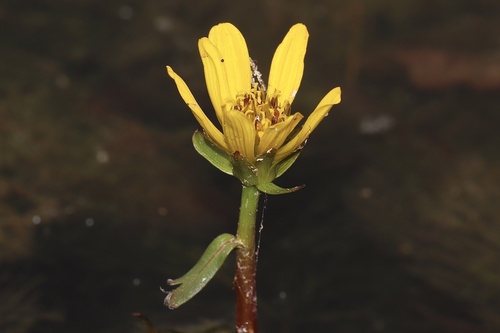 Water Marigold (Bidens beckii)