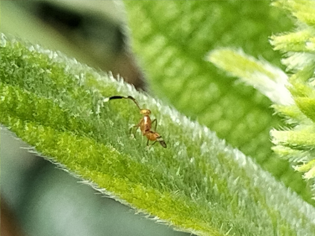 Anusioptera aureocincta