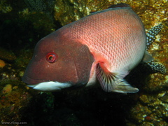 Bodianus pulcher