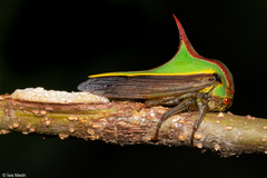 Umbonia ataliba