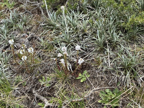 Euphrasia crassiuscula, 2026-01-10