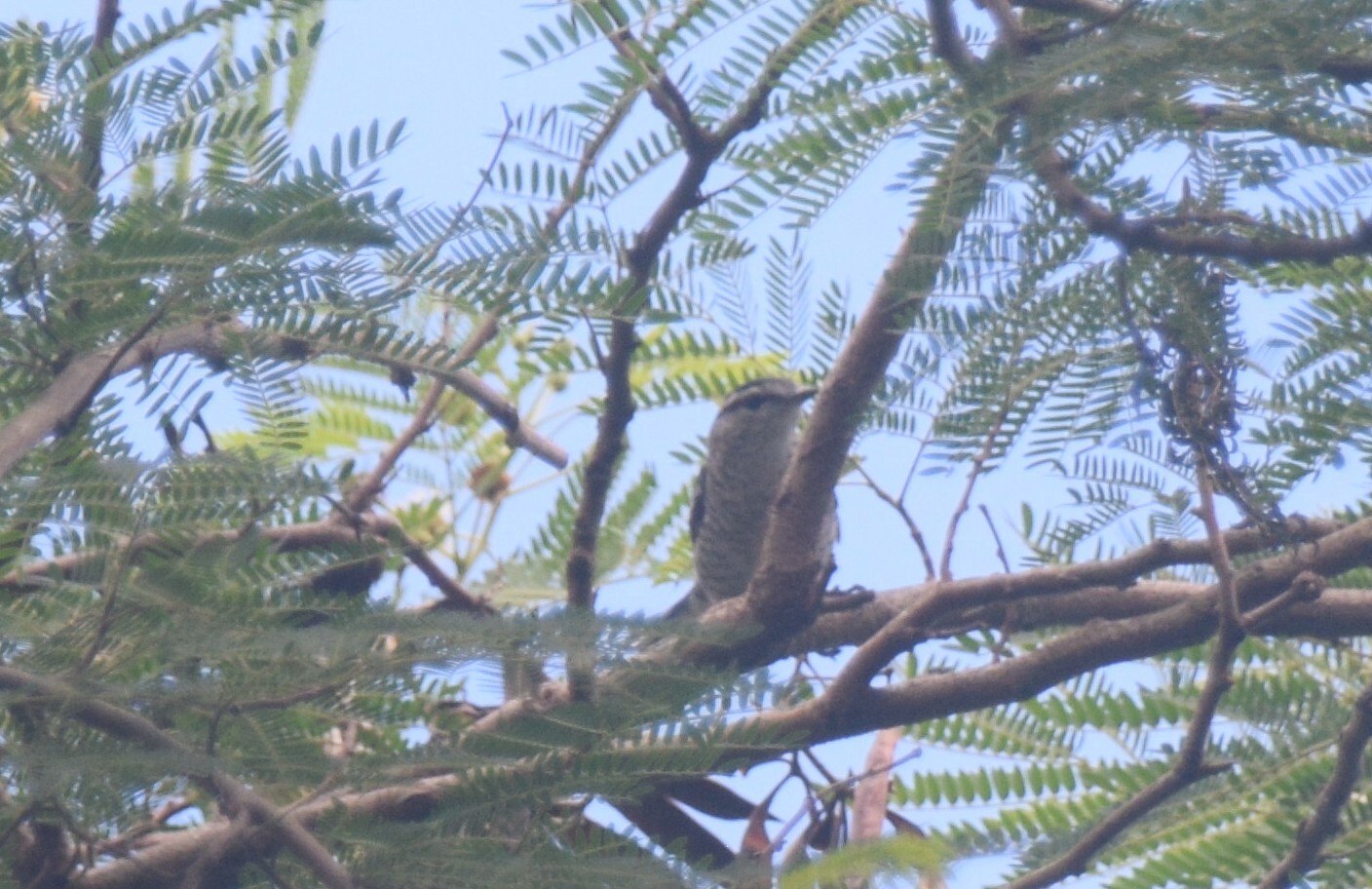Polynesian Triller (Lalage maculosa), photo 1
