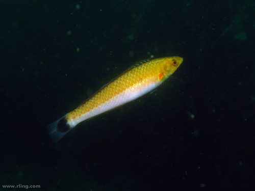 Señorita Wrasse