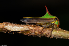 Umbonia ataliba