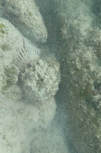 Scorpaena plumieri