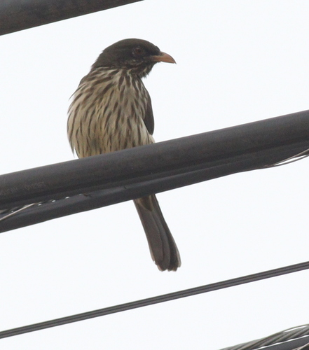 Palmchat (Dulus dominicus), photo 1