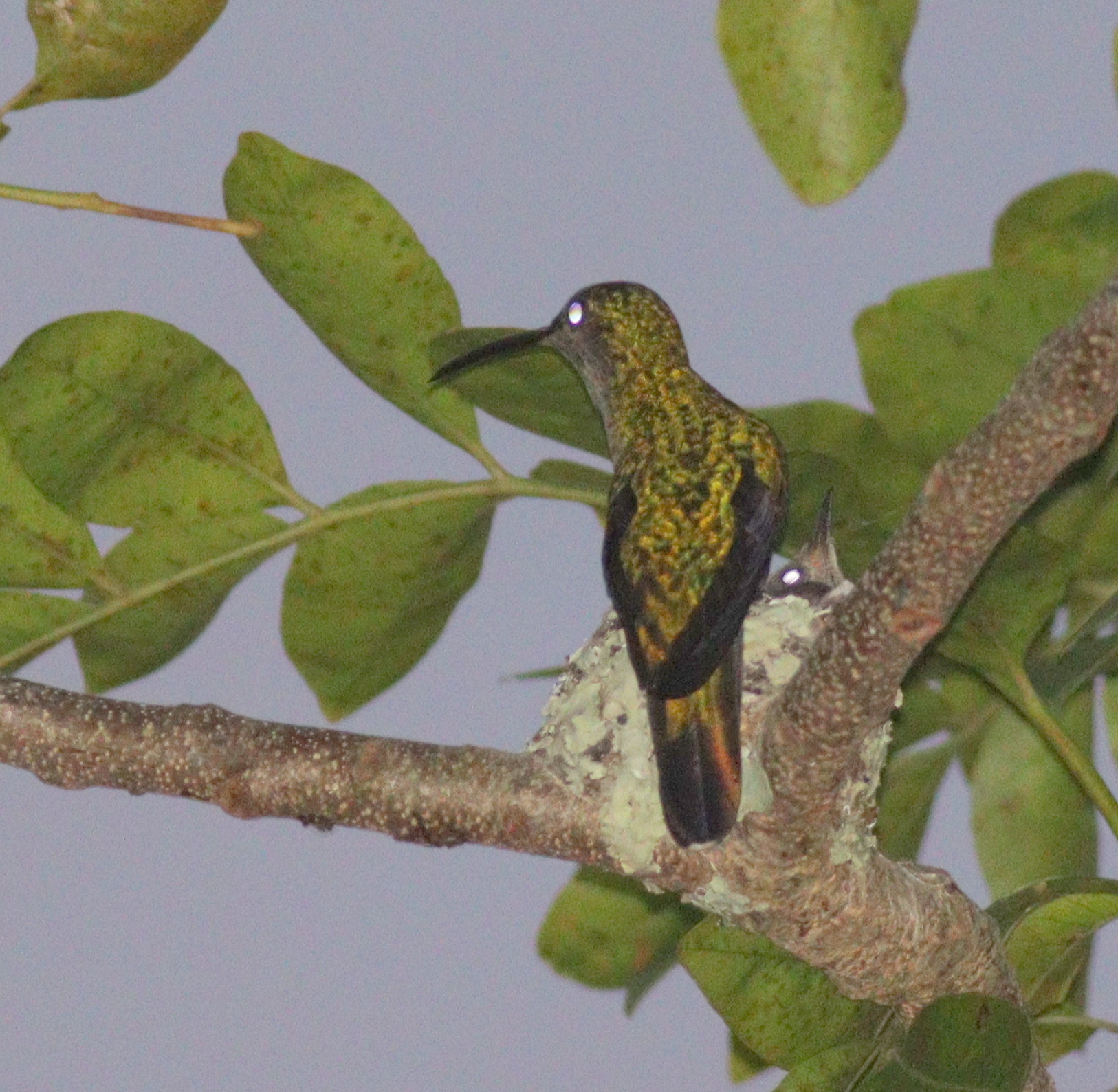 Hispaniolan Mango (Anthracothorax dominicus), photo 3