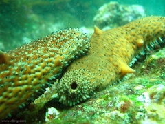 Apostichopus parvimensis