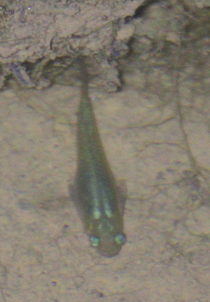 Hispaniolan gambusia (Gambusia hispaniolae) — Poeciliidae