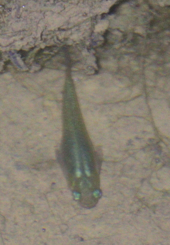 Hispaniolan gambusia (Gambusia hispaniolae) — Poeciliidae
