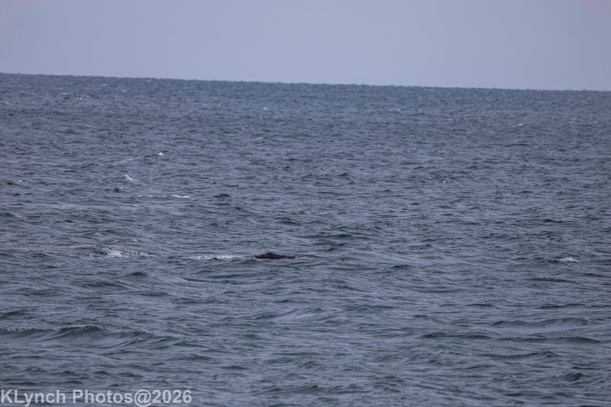 Eubalaena glacialis