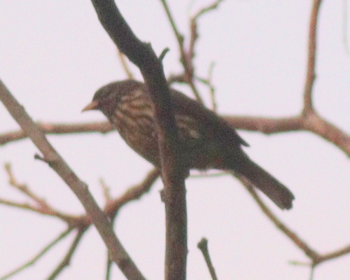Palmchat (Dulus dominicus), photo 2