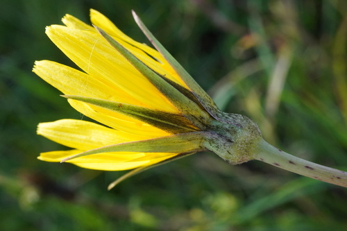 Eastern Goat's-beard (Tragopogon orientalis)