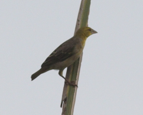 Village Weaver (Ploceus cucullatus), photo 2