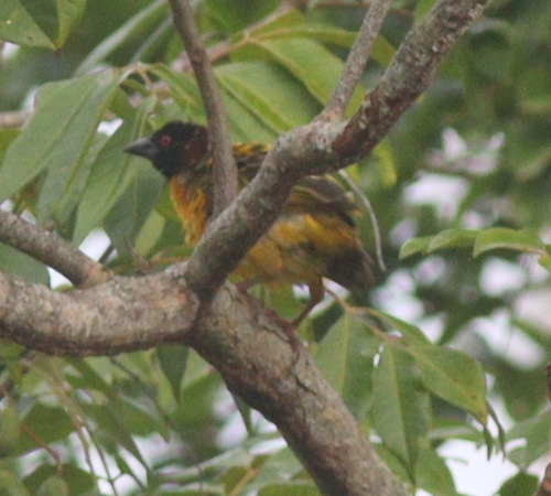 Village Weaver (Ploceus cucullatus)