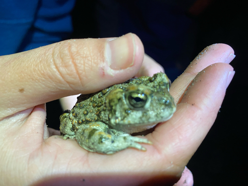 iNaturalist observation photo of Western Toad