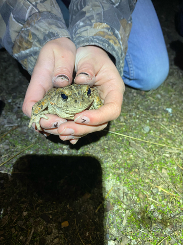 iNaturalist observation photo of Western Toad