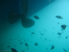 Chromis punctipinnis