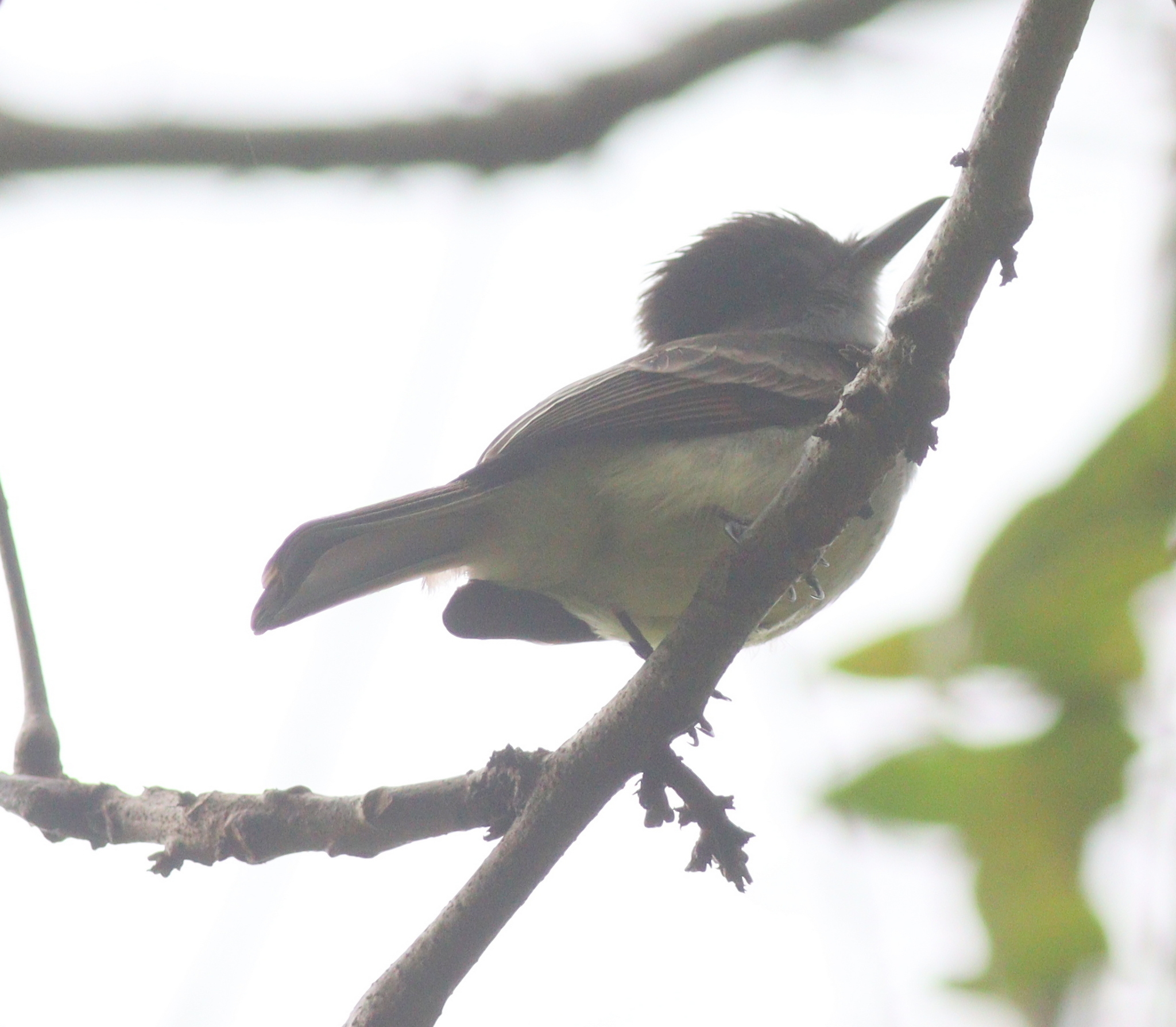 Stolid Flycatcher (Myiarchus stolidus), photo 2