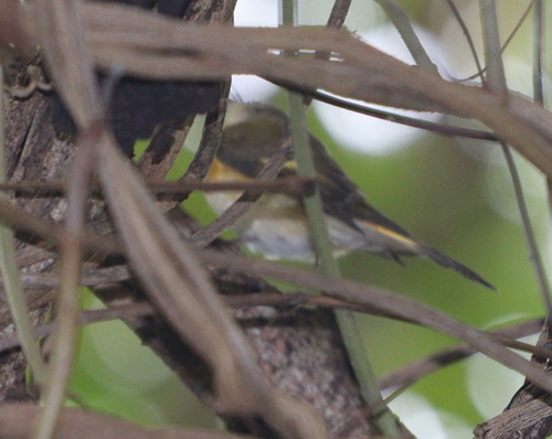 American Redstart (Setophaga ruticilla), photo 6