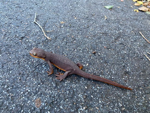 iNaturalist observation photo of California Newt