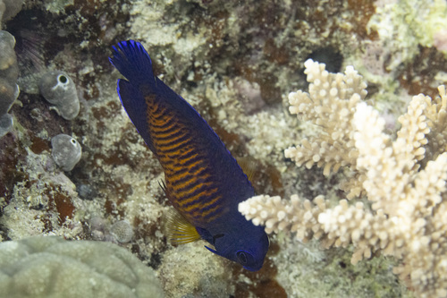Coral beauty (Centropyge bispinosa) — Pomacanthidae — 2