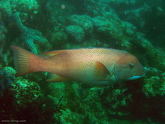 Bodianus pulcher