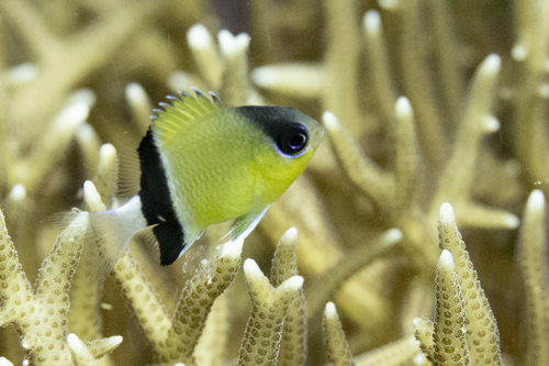 Black-bar chromis (Chromis retrofasciata) — Pomacentridae