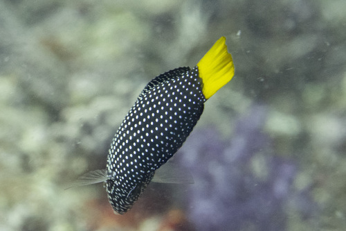 Dotted wrasse (Anampses meleagrides) — Labridae