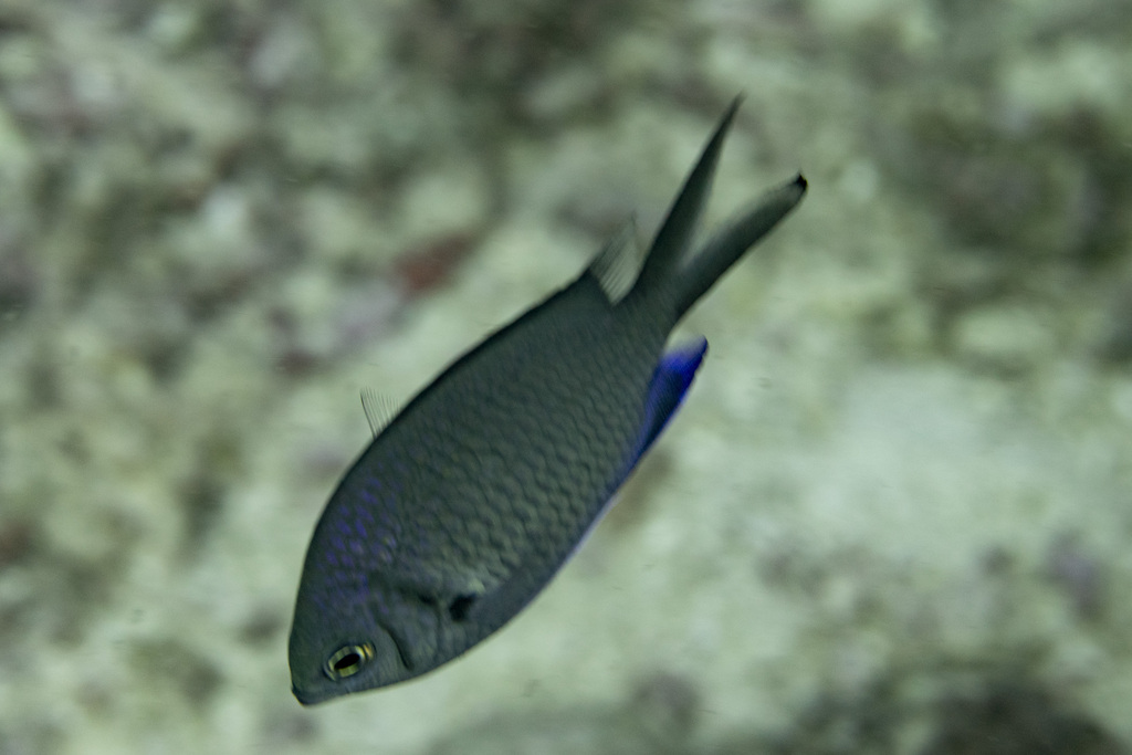 Alpha Chromis