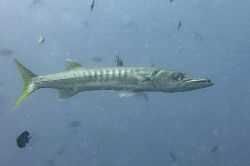 Banded barracuda (Sphyraena jello) — Sphyraenidae — 4