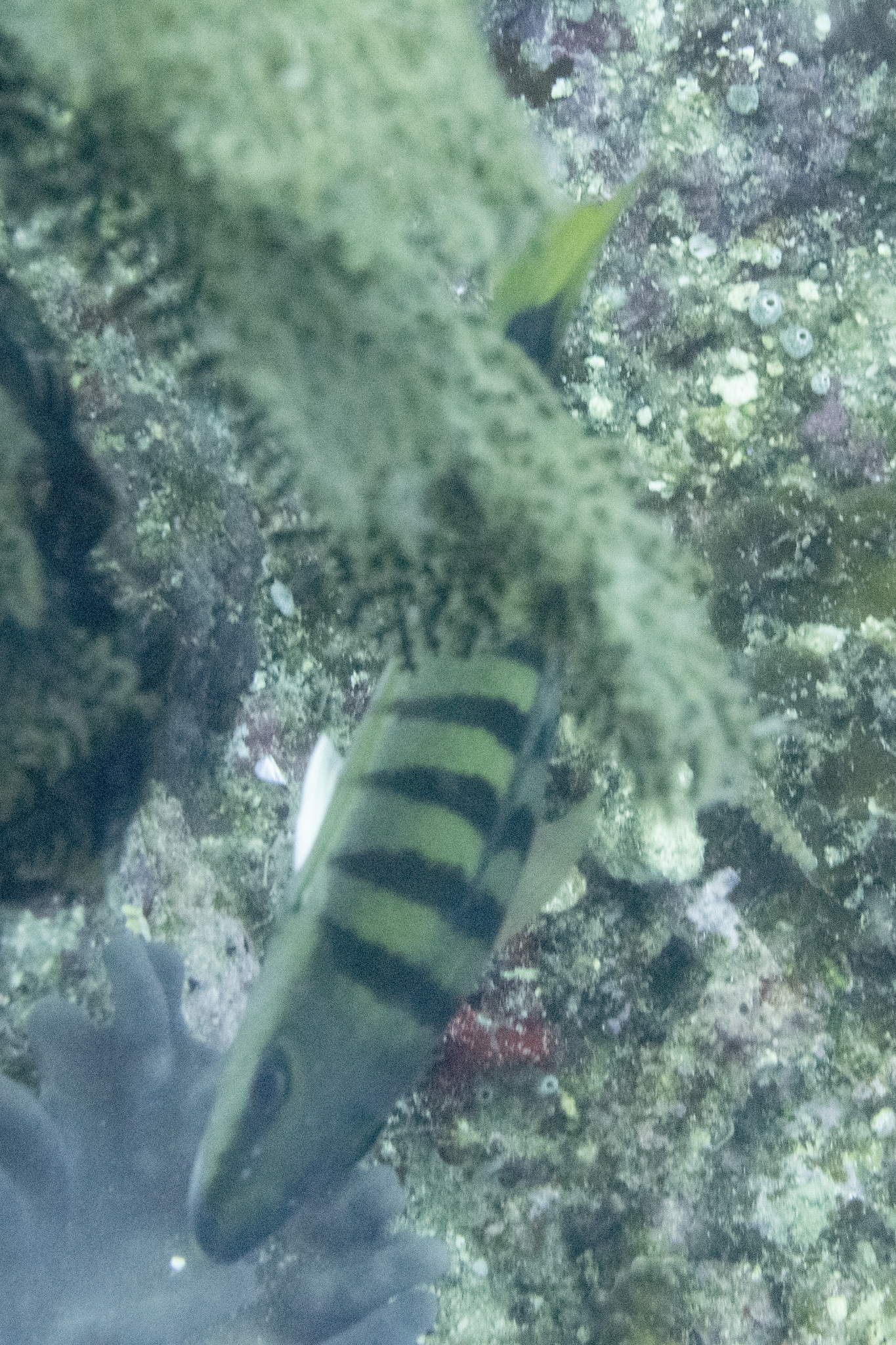 Black-Banded Snapper photo 7