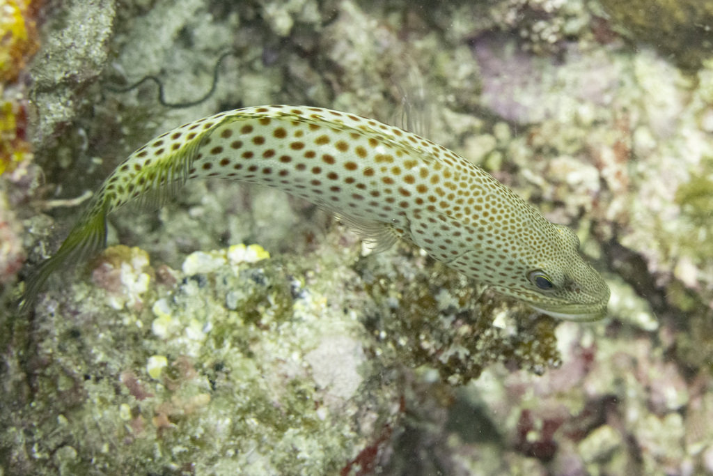 Slender grouper (Anyperodon leucogrammicus) — Serranidae