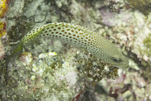 Slender grouper (Anyperodon leucogrammicus) — Serranidae