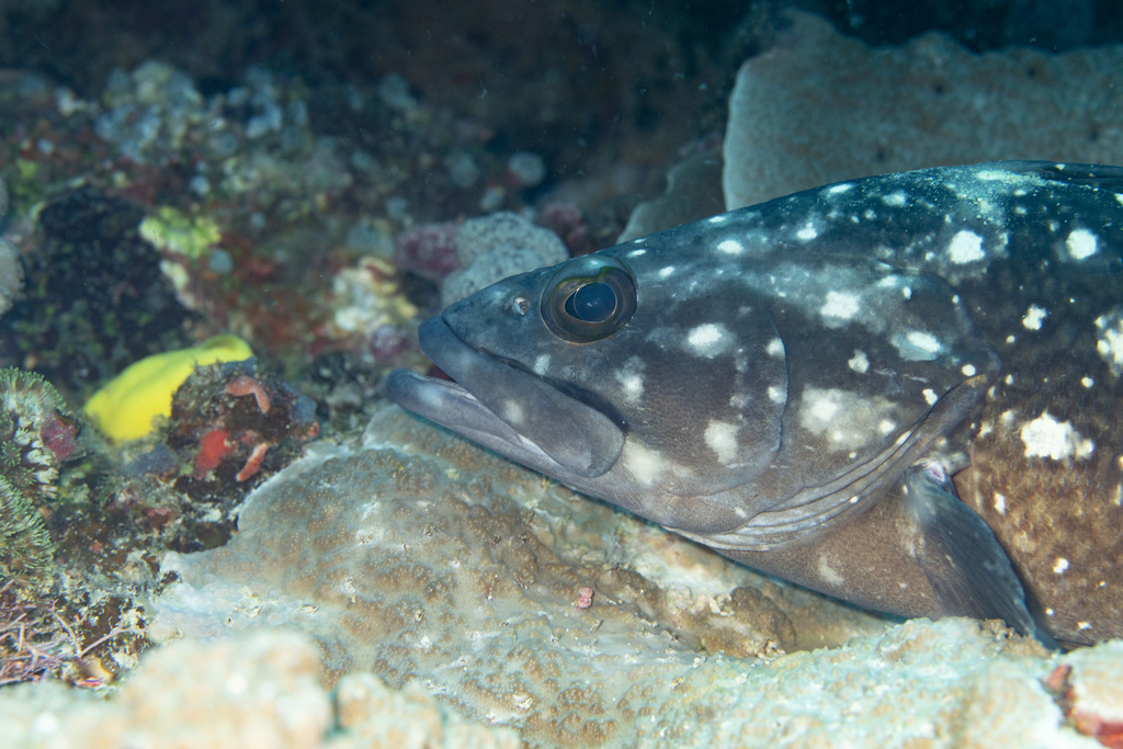 Garrupa (Epinephelus coeruleopunctatus) — Serranidae