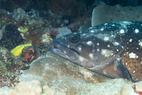 Garrupa (Epinephelus coeruleopunctatus) — Serranidae