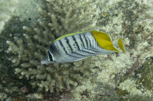 Atoll butterflyfish (Chaetodon mertensii) — Chaetodontidae — 3