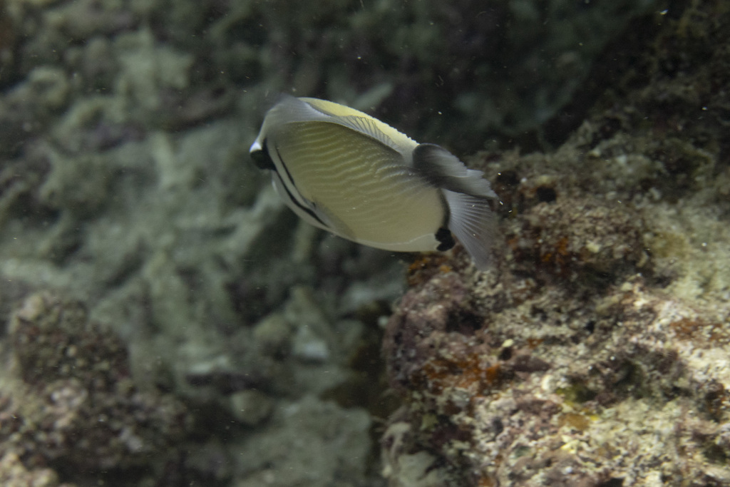 Photo of Scythe triggerfish (Sufflamen bursa)