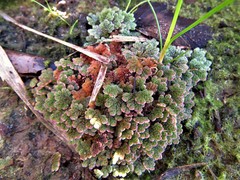 Azolla caroliniana