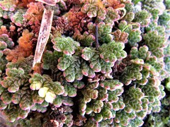 Azolla caroliniana
