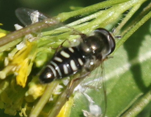 Unknown species found near Yavapai, Arizona, United States