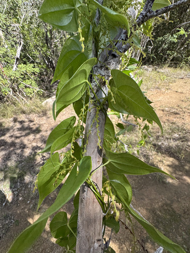 Dioscorea cordata (Dioscorea cordata)