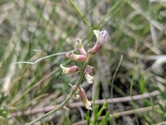 Astragalus flexuosus