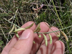 Astragalus flexuosus