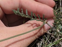 Astragalus flexuosus