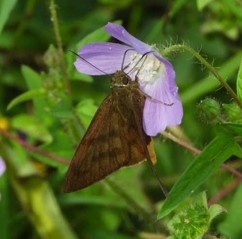 Yellow-tipped Flasher