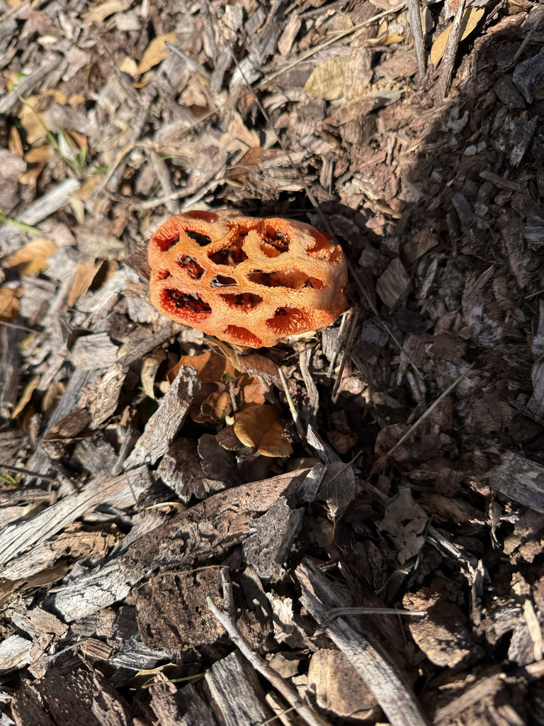 Clathrus ruber · January 2026 · photo: © theabobea (iNaturalist, cc0)